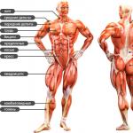 Какие мышцы самые сильные в организме человека?