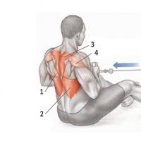 Ромбовидная мышца: как задействовать зону лопаток в практике йоги